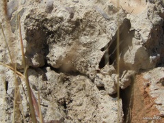 Arphia pseudonietana