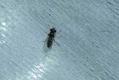 Allograpta piurana