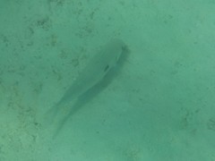 Mulloidichthys flavolineatus