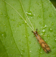 Mystacides interjectus