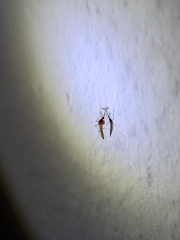 Aedes notoscriptus
