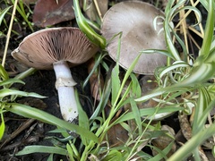 Agaricus californicus