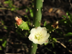 Opuntia salmiana