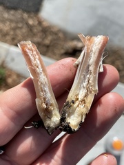 Agaricus californicus