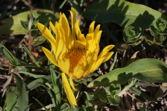 Grindelia scorzonerifolia