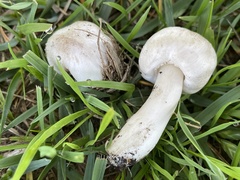 Agaricus californicus