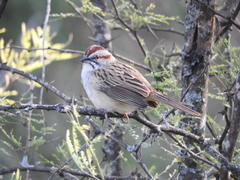 Rhynchospiza strigiceps