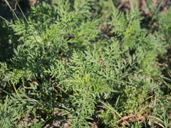Ambrosia tenuifolia