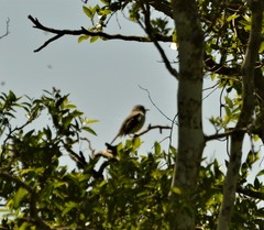 Serpophaga subcristata