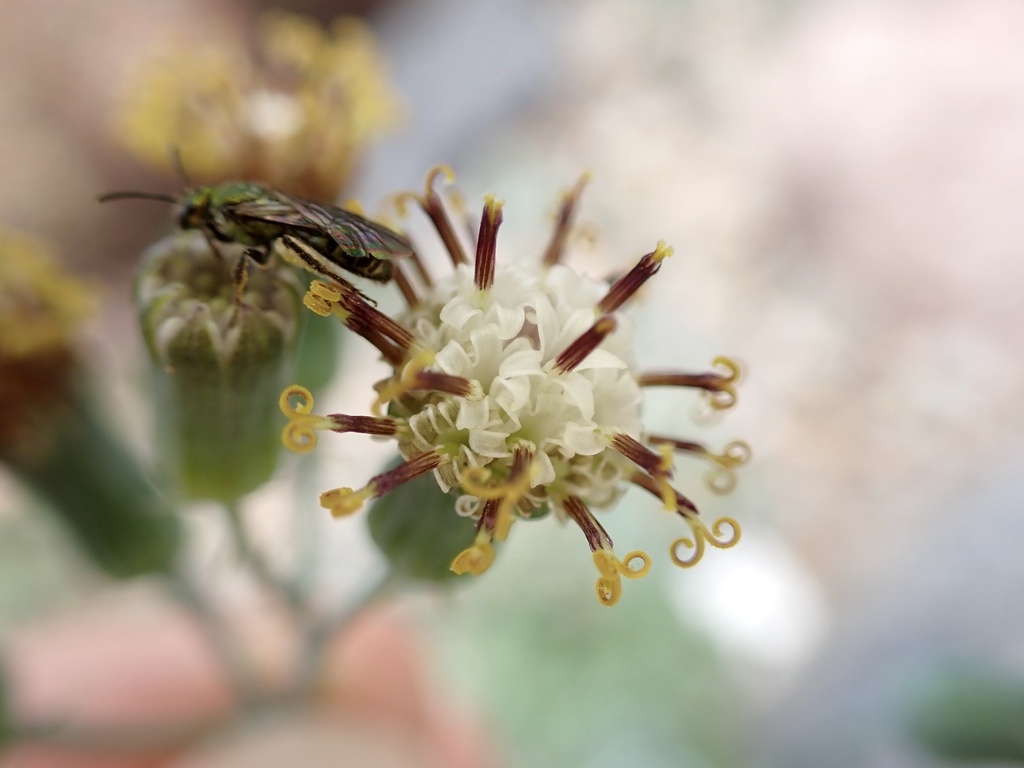 Curio articulatus 'Candlelight'