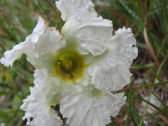 Mandevilla petraea