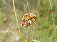 Oxypetalum arnottianum