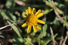 Acmella decumbens