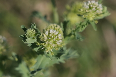Acicarpha tribuloides