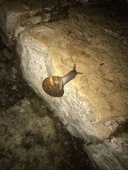 Zonites caricus