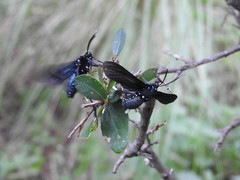Macrocneme leucostigma