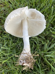Leucoagaricus leucothites