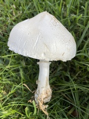 Leucoagaricus leucothites