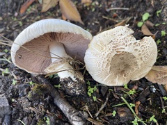 Agaricus xanthodermus