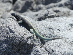 Microlophus atacamensis