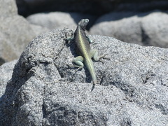 Microlophus atacamensis