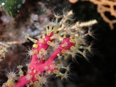 Alcyonium coralloides