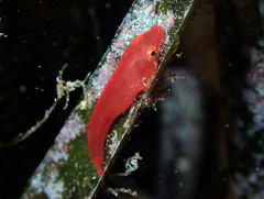 Apletodon