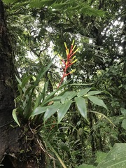 Guzmania sprucei