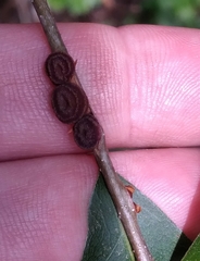 Kokkocynips difficilis