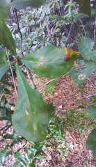 Kokkocynips difficilis