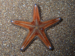 Astropecten spinulosus