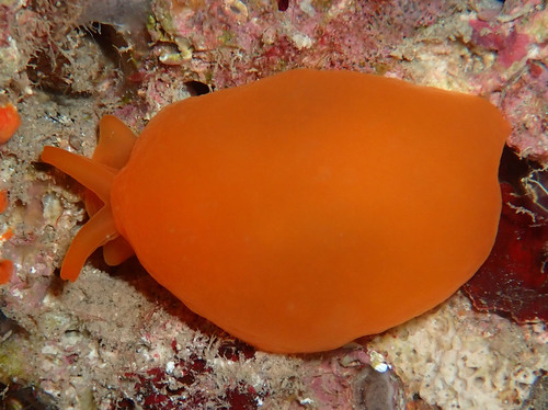 Berthellina edwardsii