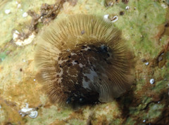 Dendrodoris grandiflora