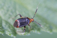 Horciasinus argentinus