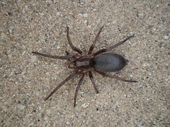 Encoptarthria