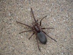 Encoptarthria