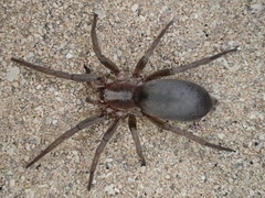 Encoptarthria