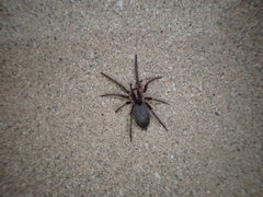 Encoptarthria