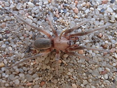 Encoptarthria