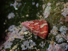 Jujubinus exasperatus