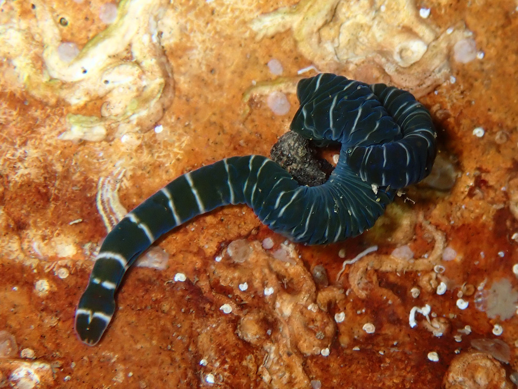 Notospermus geniculatus