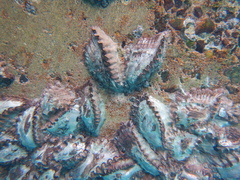 Saccostrea
