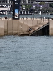 Arctocephalus pusillus