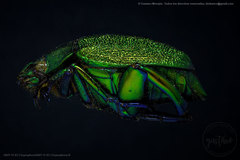 Chrysophora chrysochlora