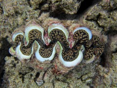 Tridacna noae