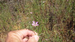Clarkia delicata