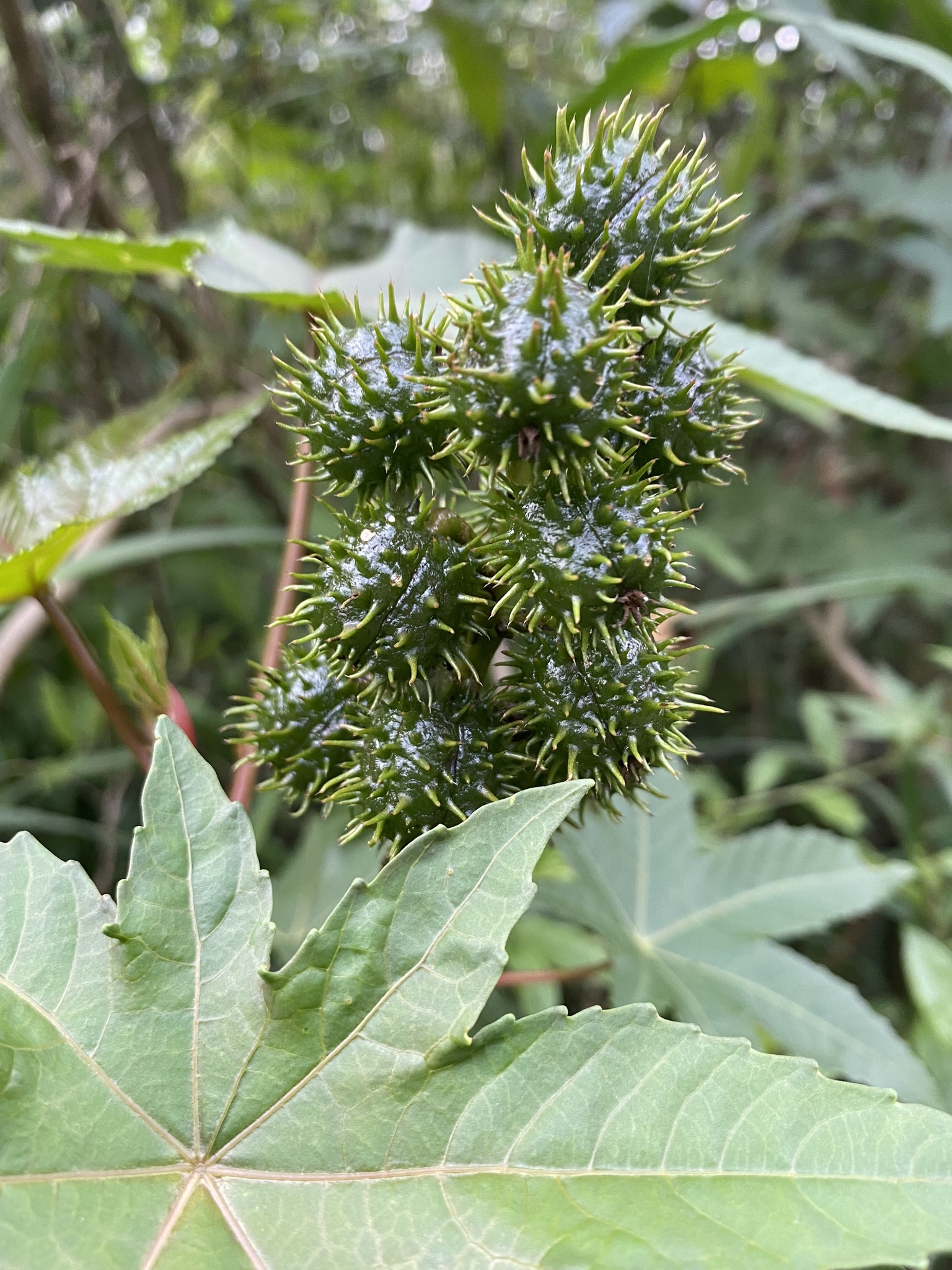 Ricinus image