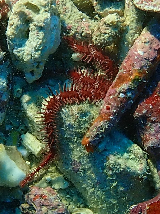 Ophiomastix mixta (Ophiomastix mixta)