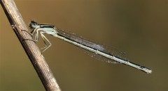 Enallagma durum