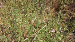 Clarkia delicata